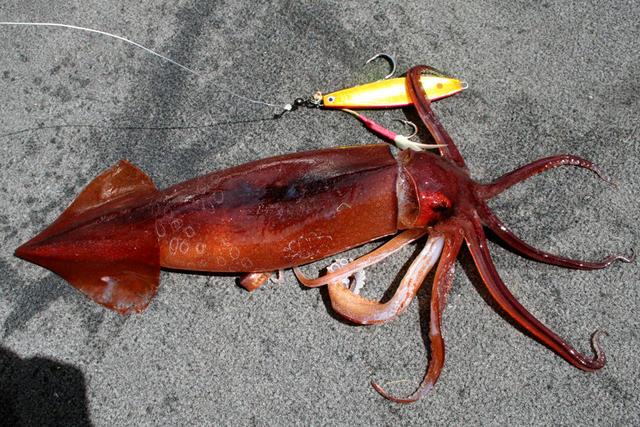 Arrow Squid